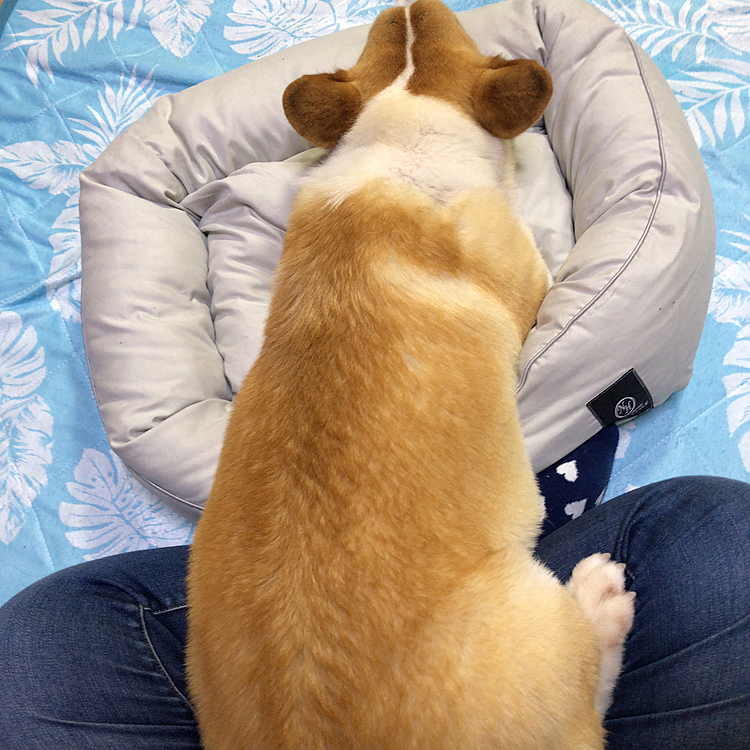 ねーねー？
なーに？この怠慢なリラックスの仕方🤣
ベッドにも居たいし、おかーたんの膝の上にも居たいし。。ってか？🤣
VIP犬😃