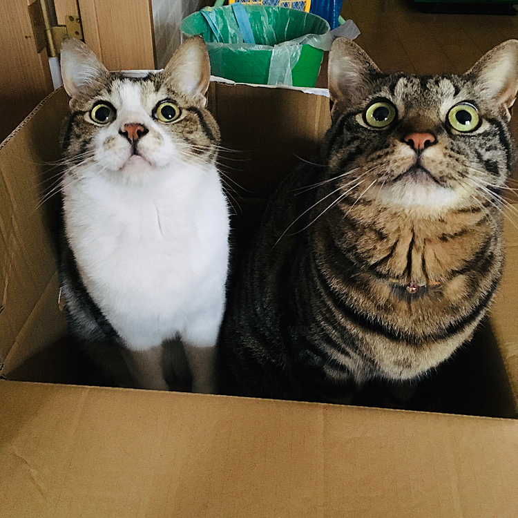 何かを見つけて、
見つめてます(=^x^=)