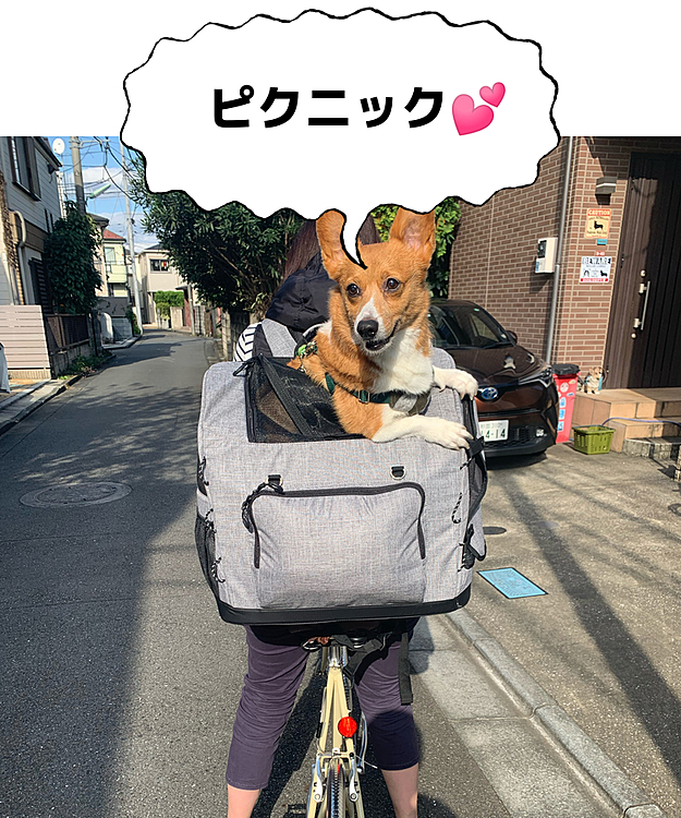 こんにちは😁
今日は久しぶりの晴天で、自転車で15分の大きな公園でランチしました☺️
肩痛の主人に代わり😅💦わたしが担いでlet's go💪