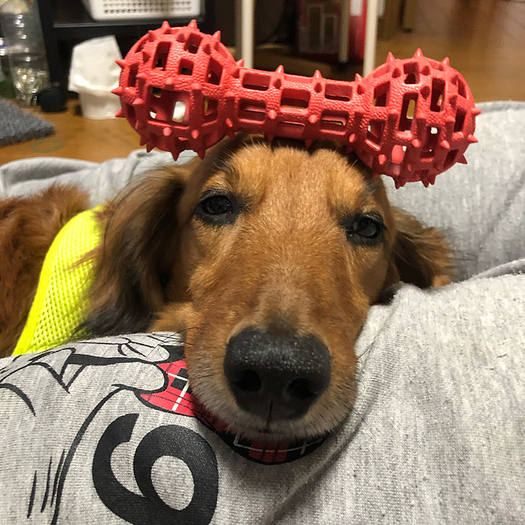 乗せてみた🐶💤その①