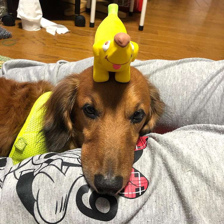 乗せてみた🐶💤その②ꉂ л̵ʱªʱªʱª (ᕑᗢूᓫ∗)˒˒