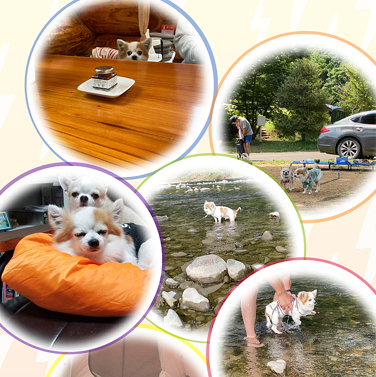 1年もう終わっちゃうワン🐶

キャンプデビューしたワン🏕

最高😚