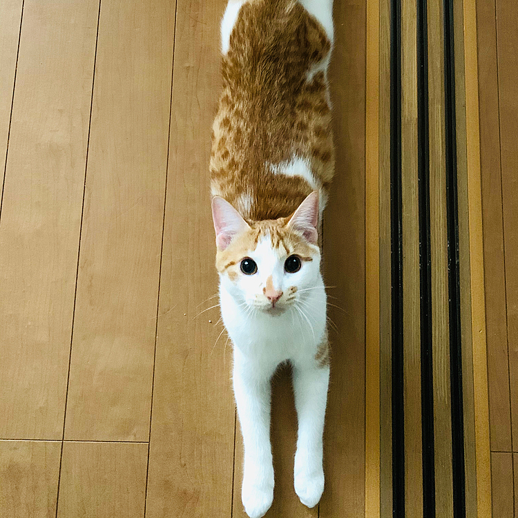 伸びが得意です(=^ェ^=)