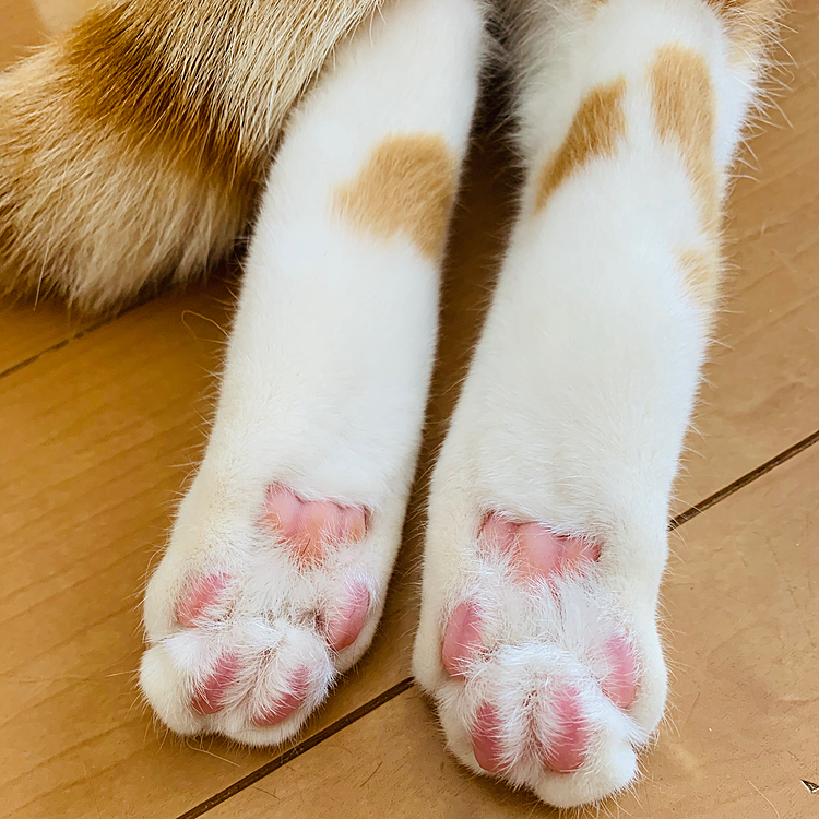 伸び伸びの後ろ足です(=^ェ^=)