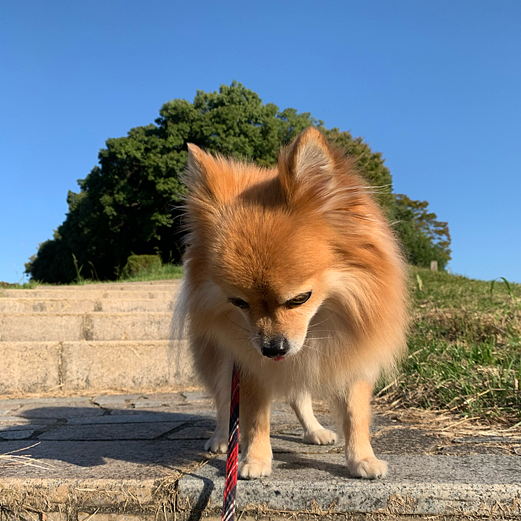 気持ちよくてロング散歩へ。
朝から1時間半行ってしまった😅
出発時間も7:30と遅かったので、9時頃帰宅しました😁