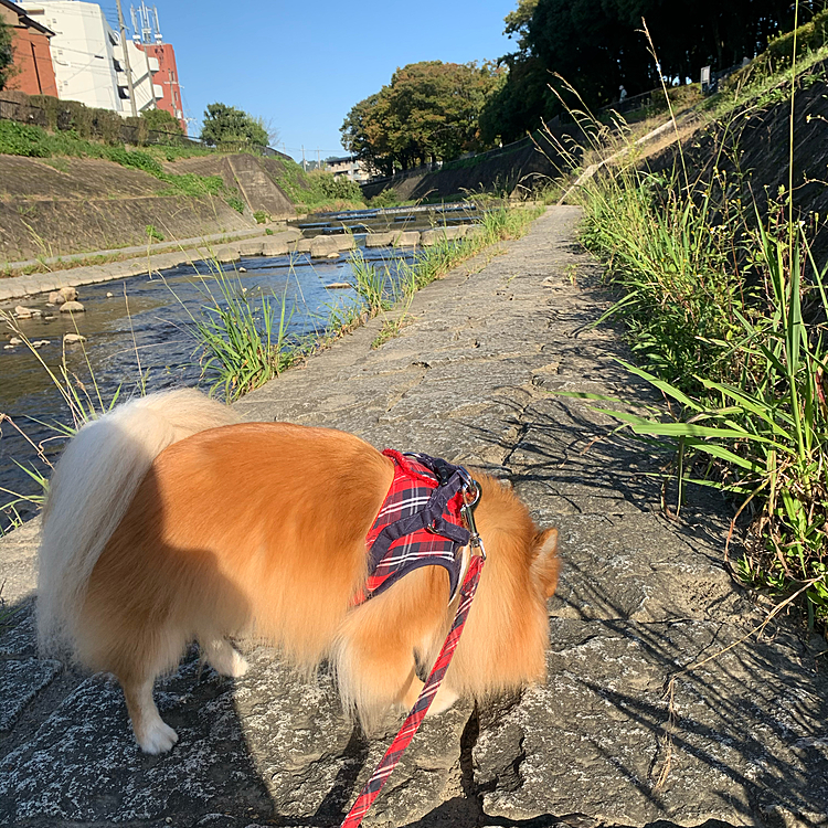 川沿いをクンクン。
いろいろ気になるね〜😊