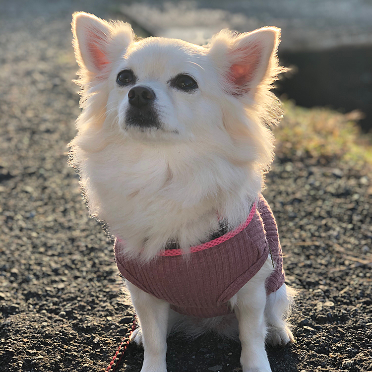 おはようございます☀
小雪は今朝も元気いっぱいお散歩してきました🎵🐶
シュナウザーのエルちゃんとお友達になってきました💕