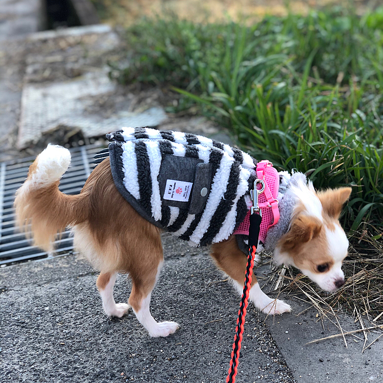 小春も元気いっぱいお散歩してきました🎵🐶
細いグレーチングと、踏切のレールを飛べるようになりました👍🐶