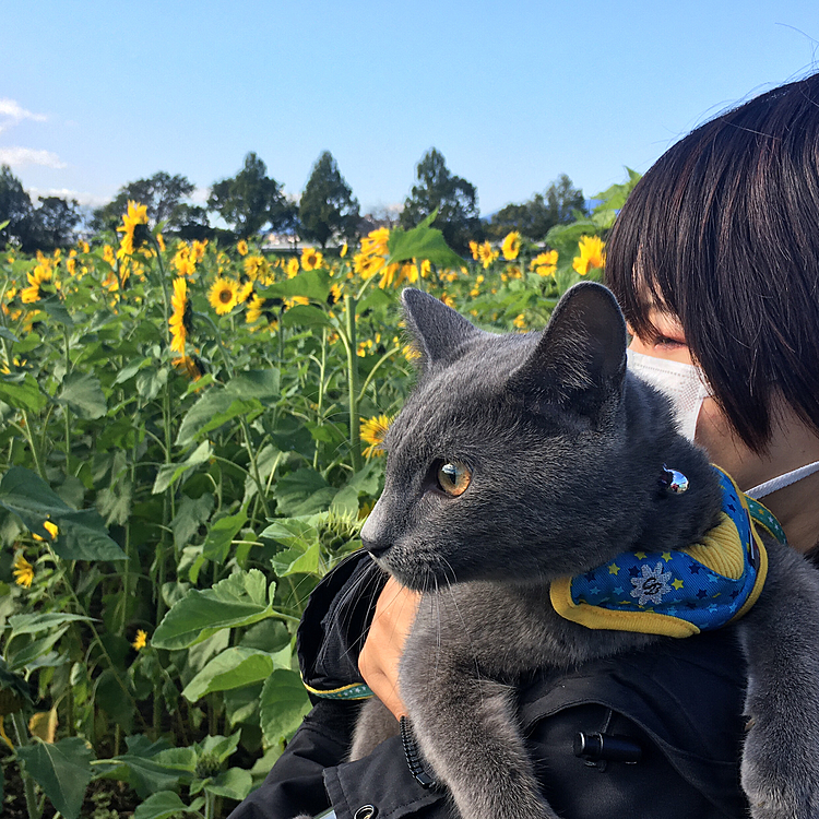 ひまわり畑に連れてってもらったニャ♪