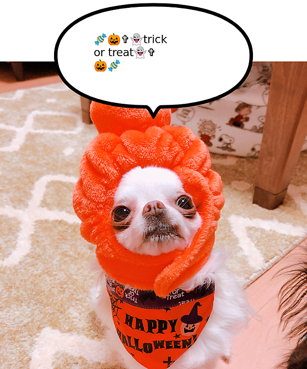 trick or treat！
なんかちょーだい(￣∇￣)Byまめた