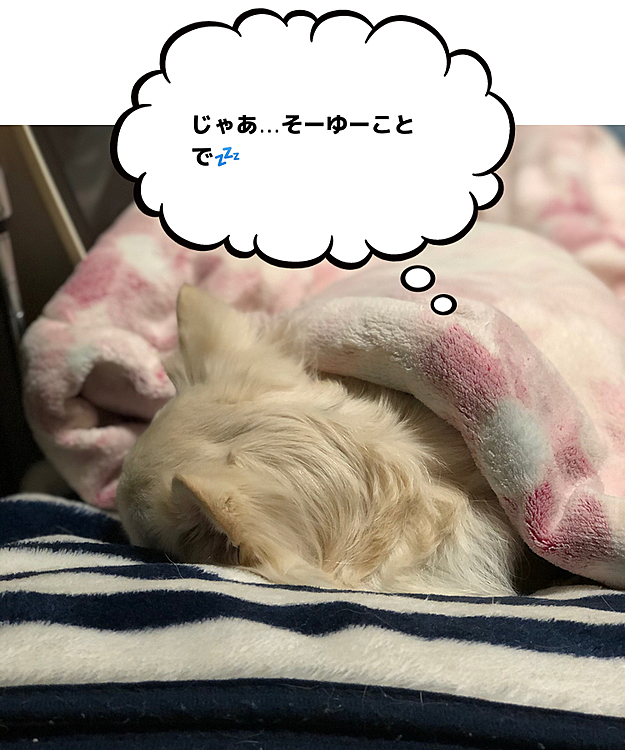 と、思ったら‼️
起きるの拒否🤣