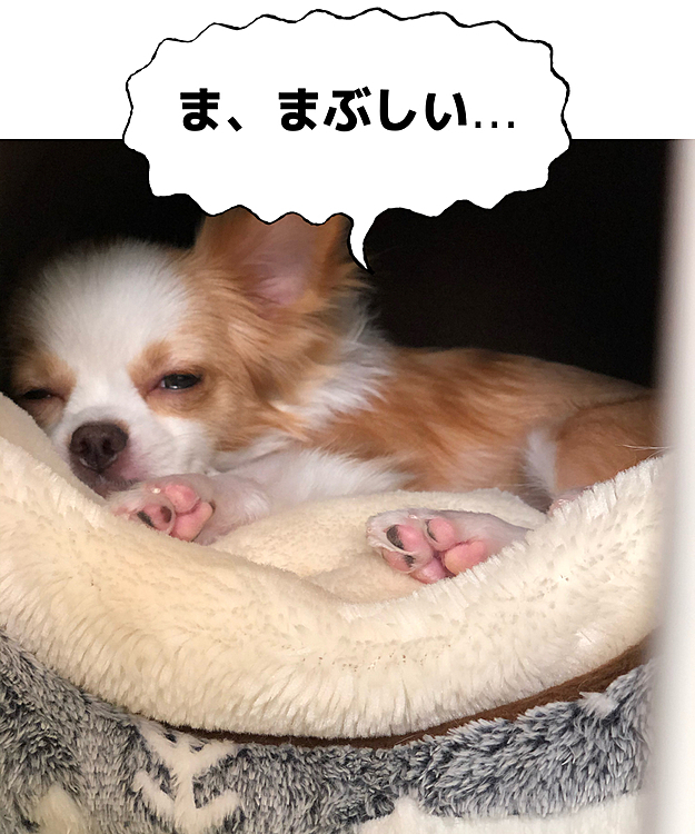 小春もネムネム💤