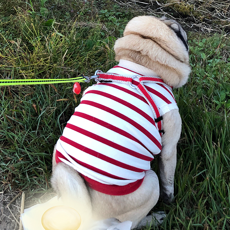 あさんぽでスッキリ💩
キレイな朝焼けの中、元気にお散歩です🐶
