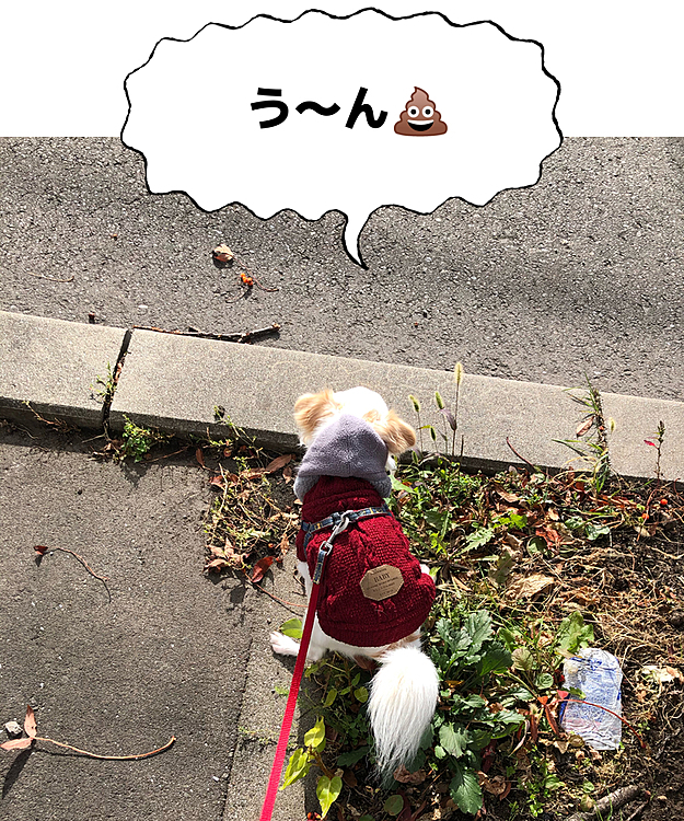 今日もカメラ向けたら💩(2回目)
また超豆粒💩絞り出してました😅