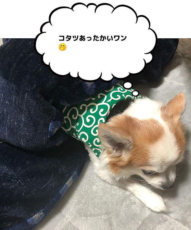 コタツに入るワン🐶
