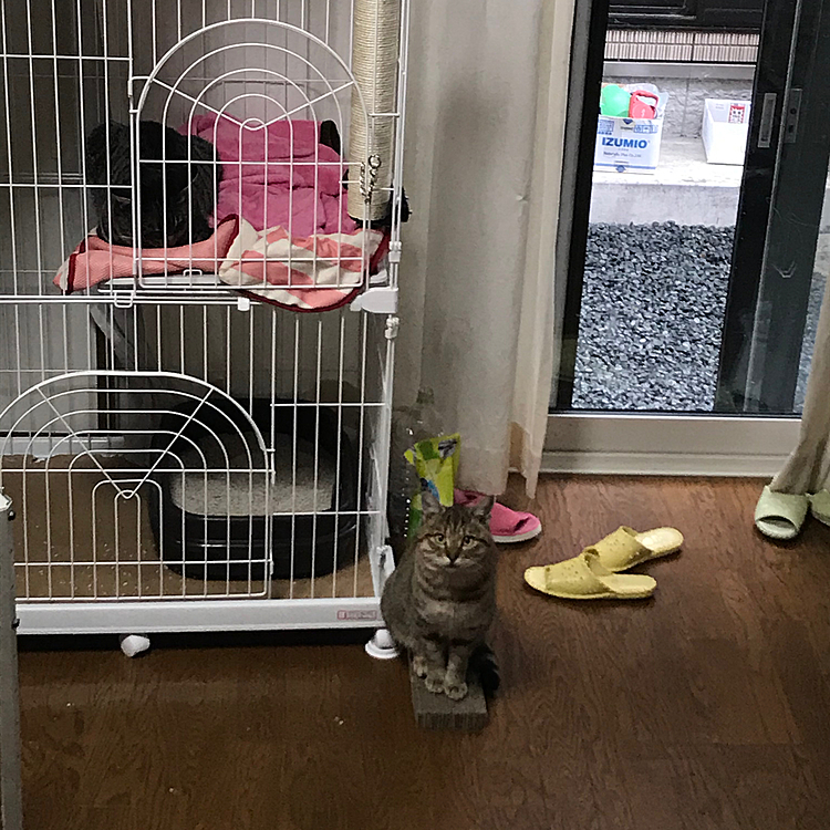 ノラ時代に仲良かった友達が毎日迎えにくるにゃん。出してほしいー😭