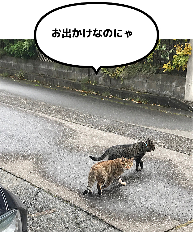 今日も2人でお出かけなのにゃー（どっちも雄）