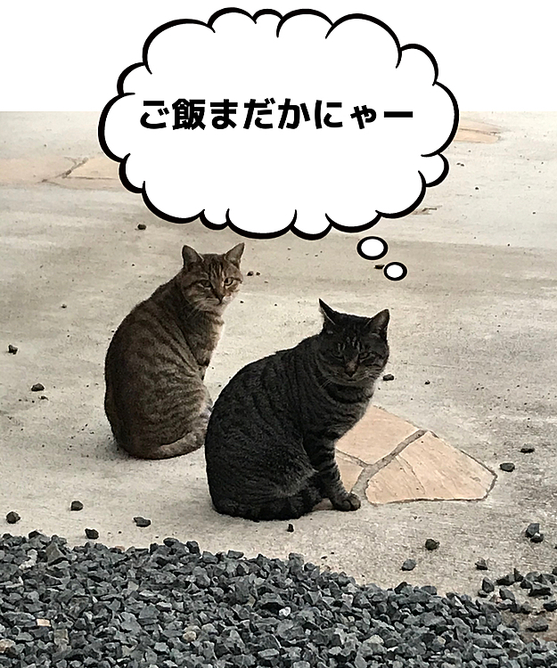 母が帰ってくるのを待っています。