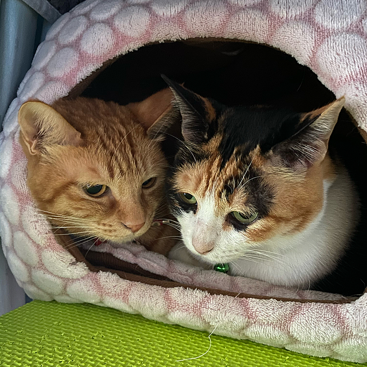 母猫の「みゃあ」と娘の「きなこ」❤いっつも2人一緒に狭い部屋に入って寝てる😑💤