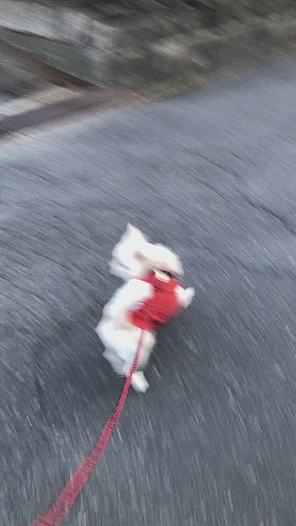 小雪は今朝も元気いっぱいお散歩してきました🎵🐶
寒いけど、スタスタ🐾
いい感じのペースでした👍😊