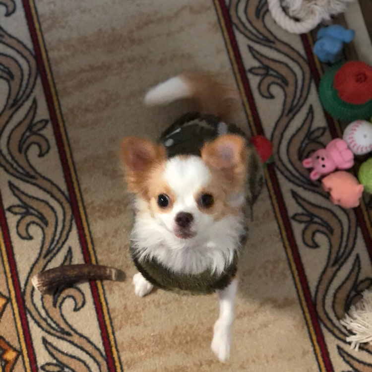 小春は朝からワチャワチャ🎵🐶