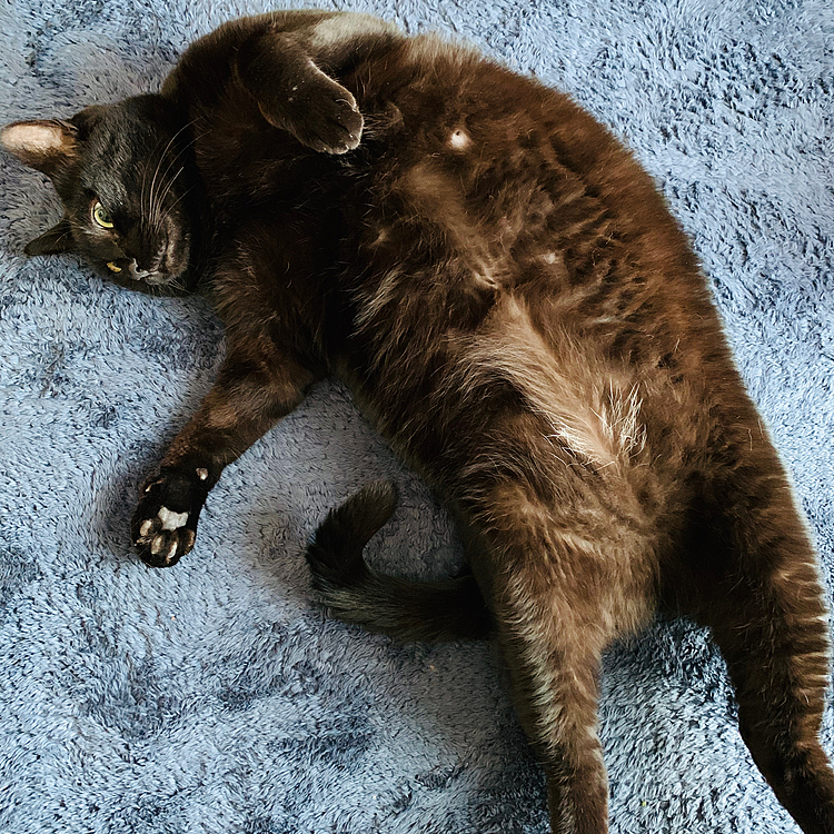 ポンポコリンです(=^x^=)