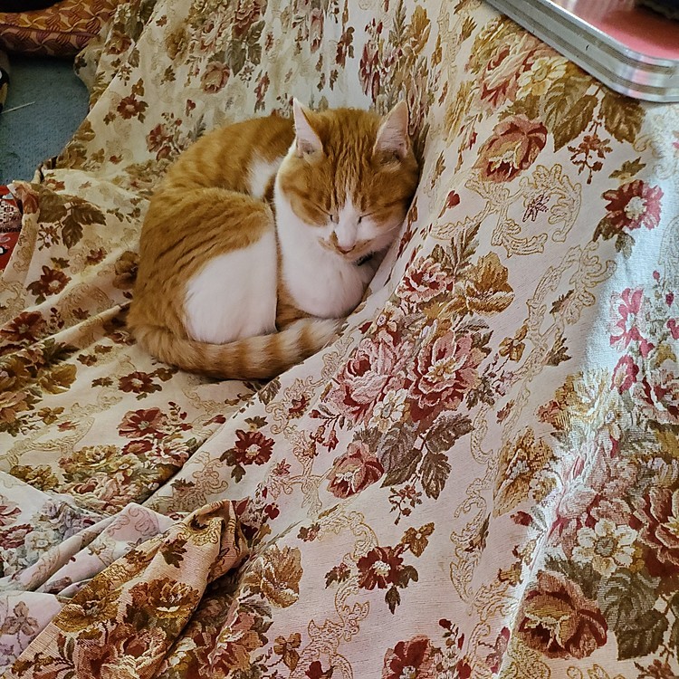 この角度がしっくりくる、らしい😽😴