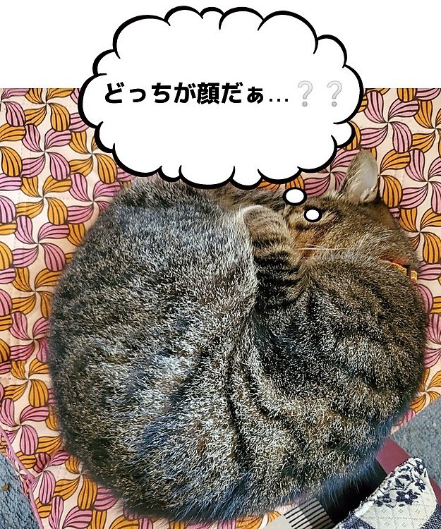 でっかいダンゴムシ🐛かよ！💧