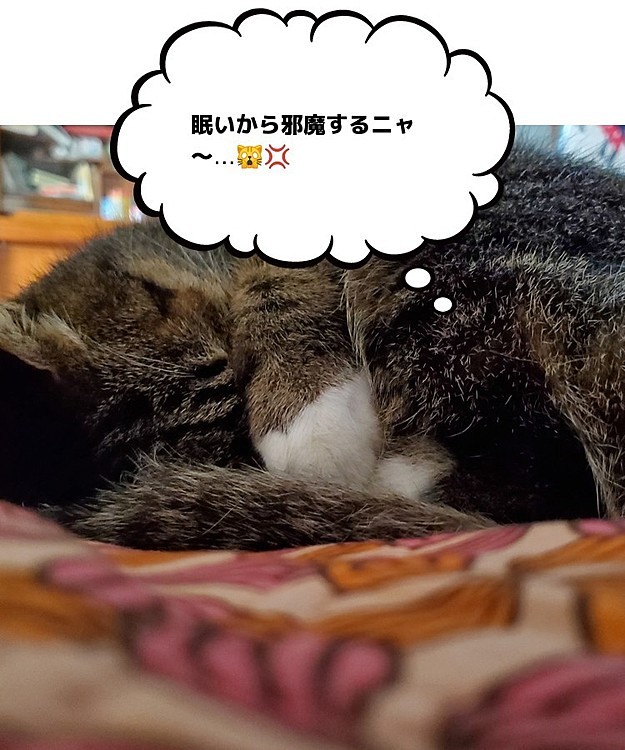 頭かくして、手ぇかくさず🤭