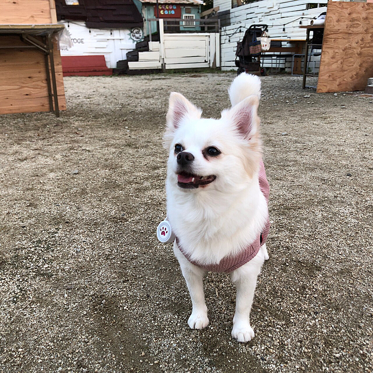 ドッグラン来ました♡楽しすぎる♡
