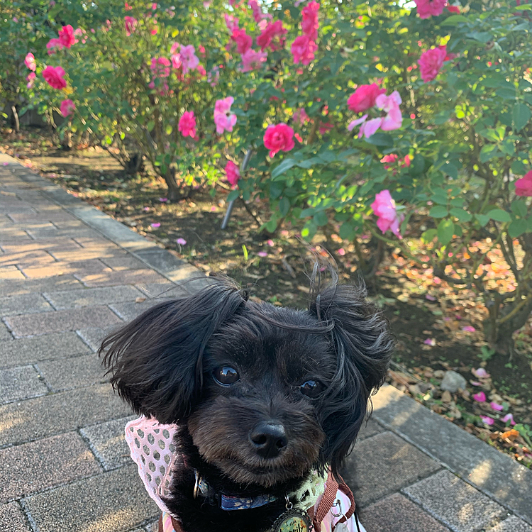 薔薇🌹とハピさん‼️ついに撮れたよ〜🥰
ちゃんとお座りして気持ちこっち向いてる☺️
この薔薇なんだっけかなぁ…。名前分かんないわ…。よく種類観たらプリンセスやら音楽家やら大統領の名前が多い〜😆