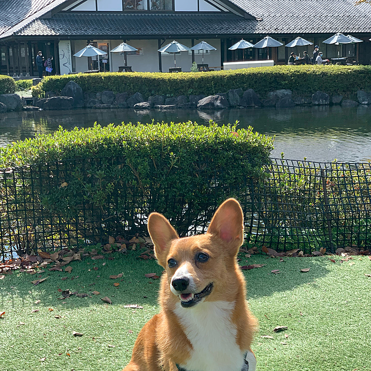 こんばんは⭐️
今日は久しぶりにお休みをいただき、群馬県の沼田にある巨大な道の駅に行きました🚘
わたしの母も一緒の予定でしたが、先週風邪をひいてしまい大事をとって、リモートでお買い物の指令だけ飛んできて、帰りに実家に寄ってご所望の品々を置いてきました😁