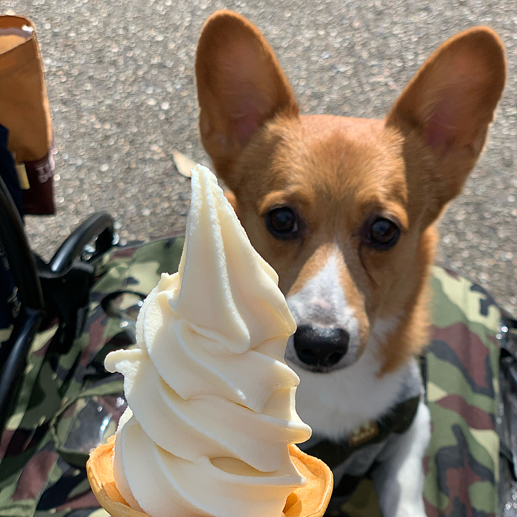 そして今回も恒例のソフトクリームタイム🍦
コーンもらったね☺️
今回母が行けなかったので、12月にまたリベンジすることになりました😅