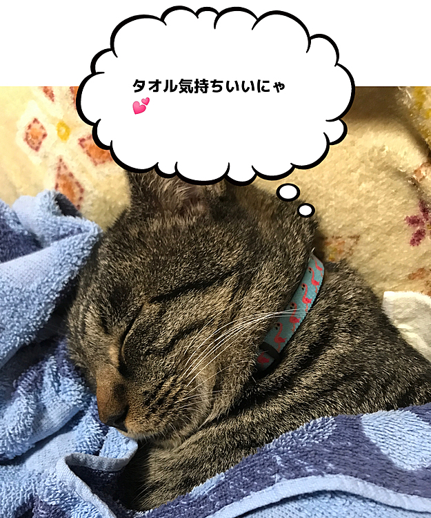 ソファの上がお気に入りです。今日は疲れてます。それは…
