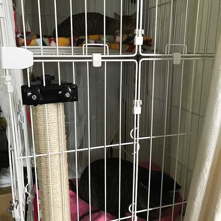 昨日ママが動物病院から捕獲器を借りてきて、友達を捕まえちゃったんだにゃ🐈
仲良いからってお守りさせられてるにゃ
友達はご飯も食べにゃい…心配だにゃ