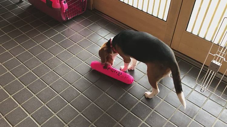 どこからか音がする⁉️🐶⁉️