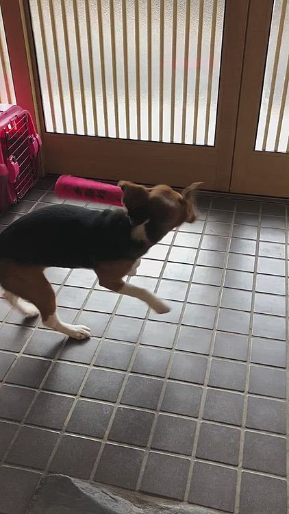慣れたらいつも通り暴れてました😆❤️