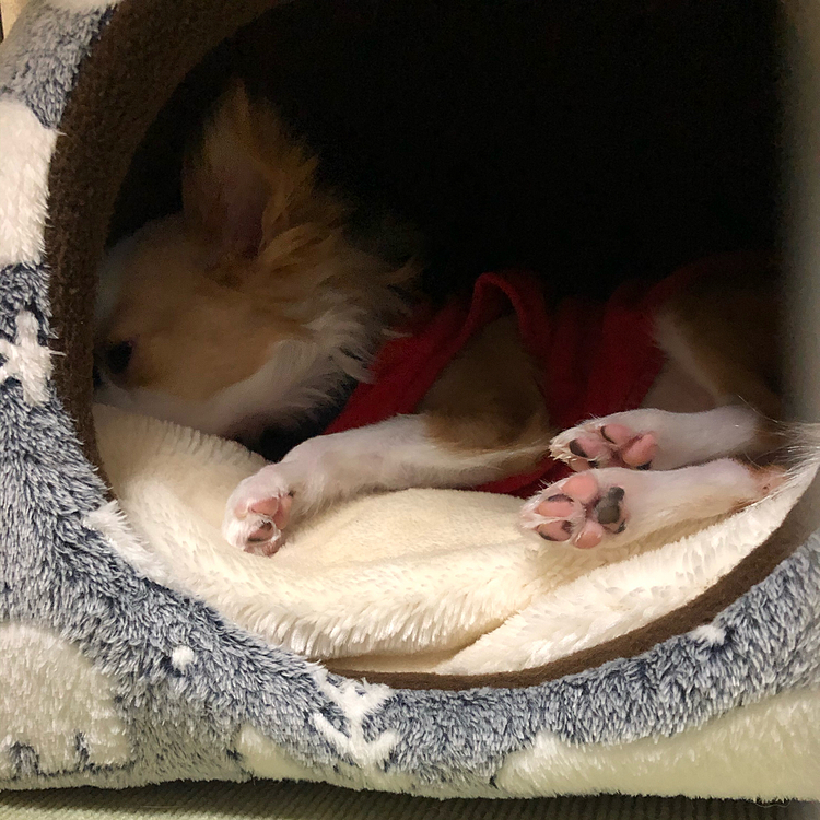 電気💡明るいのイヤ〜‼️
まだ寝るね〜ん💤🐶