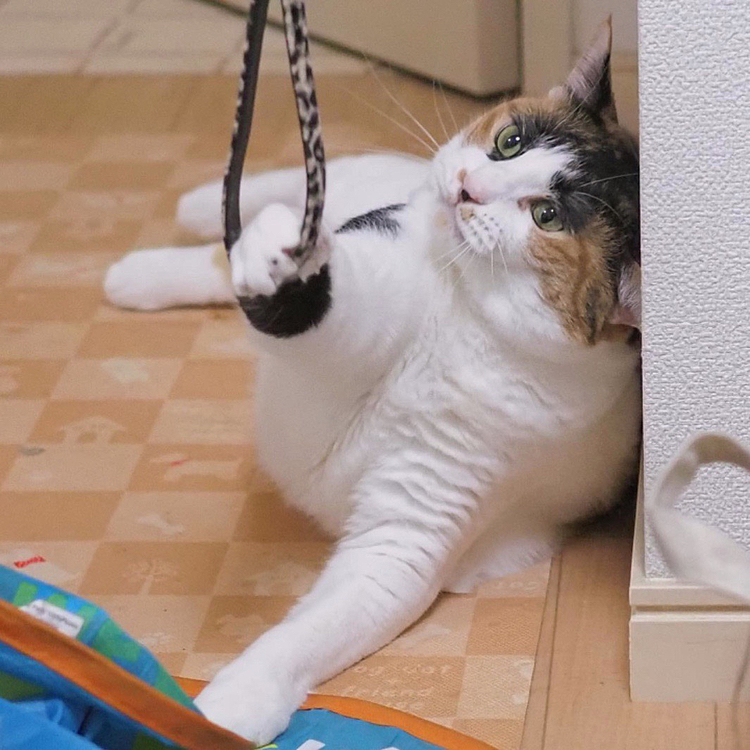 楽しいにゃ