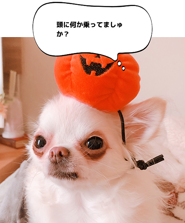 チワワのアップルヘッド🍏ならぬ、まめたのパンプキンヘッド🎃笑
🍎頭から🎃への昇格(๑´ㅂ`๑)笑笑