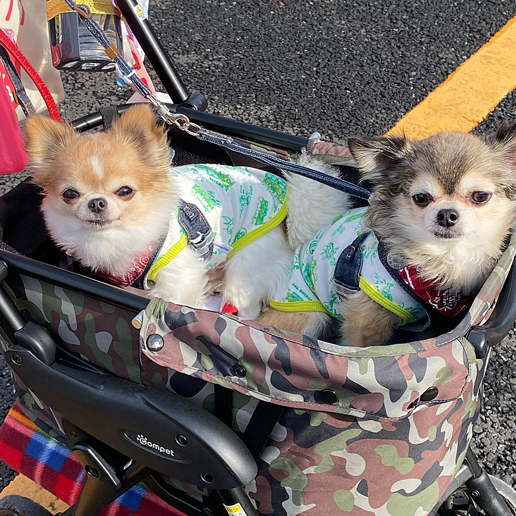 初めまして✋️
クンカブル卒業のちびまるとモコです。
まめたちゃんに教えてもらって投稿してみました。
よろしくお願いします🐶