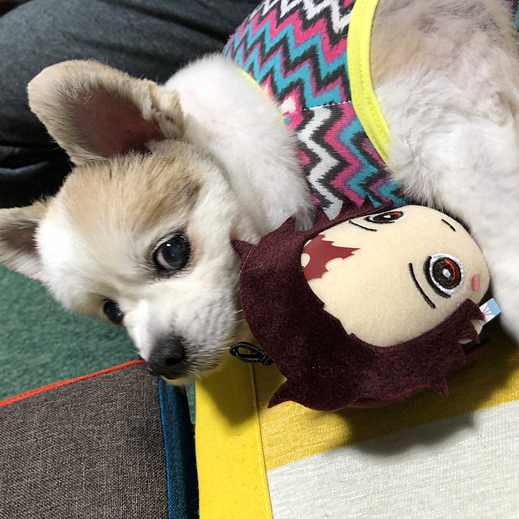 鬼滅の刃！炭治郎とお昼ね😆
きゃわわ💓
