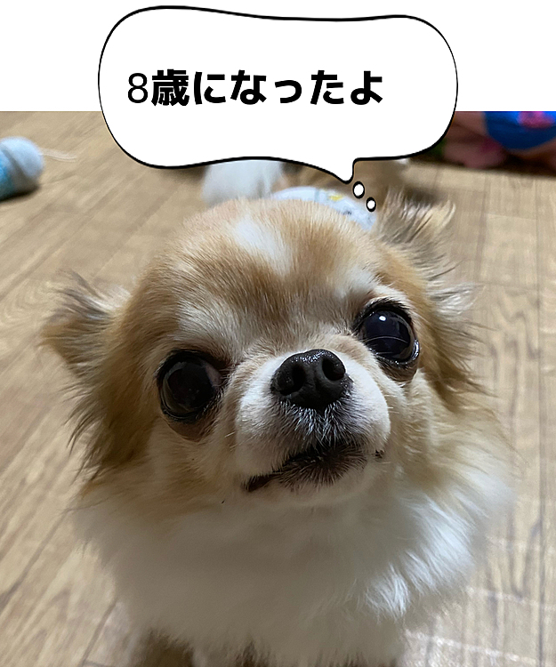 モコ今日、お誕生日🎉