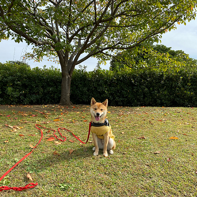今日のお散歩は広い公園です🌳