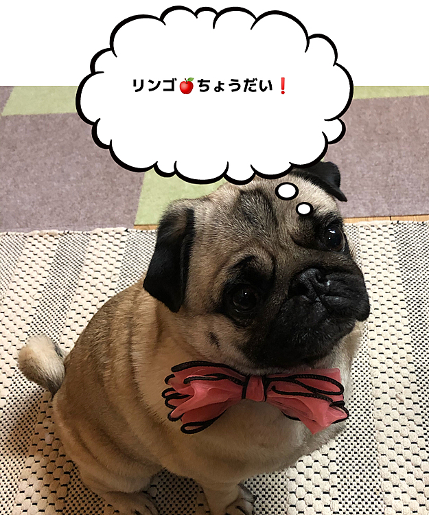 リンゴ🍎シナノゴールドおねだりしてます🐶