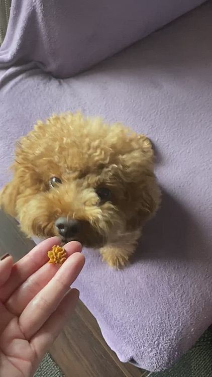 相変わらず苦手なクッキー作り、出来はイマイチでしたが良い音立てて食べてくれました☺️