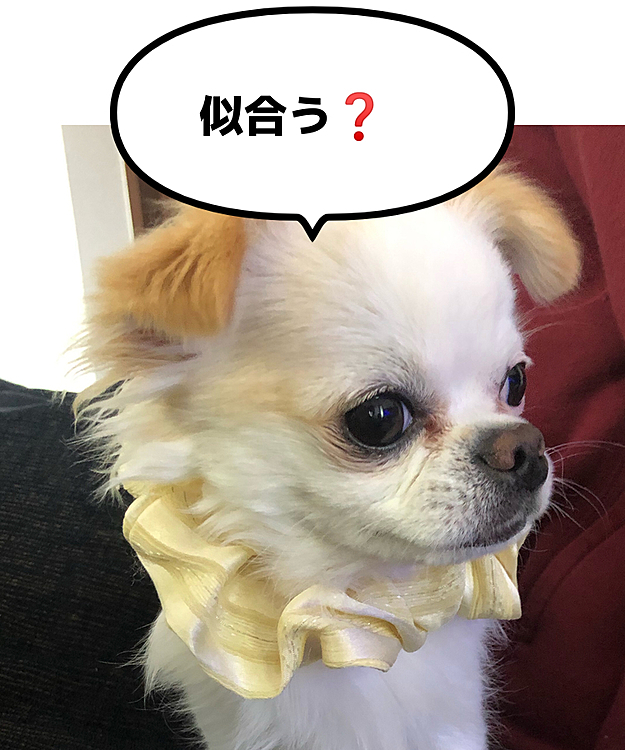 2020/10/28(水)
こんばんは⭐️
シュシュを首に付けられてまんざらじゃないポコちゃん😆
王子様🤴お似合いでございますよ😉💕