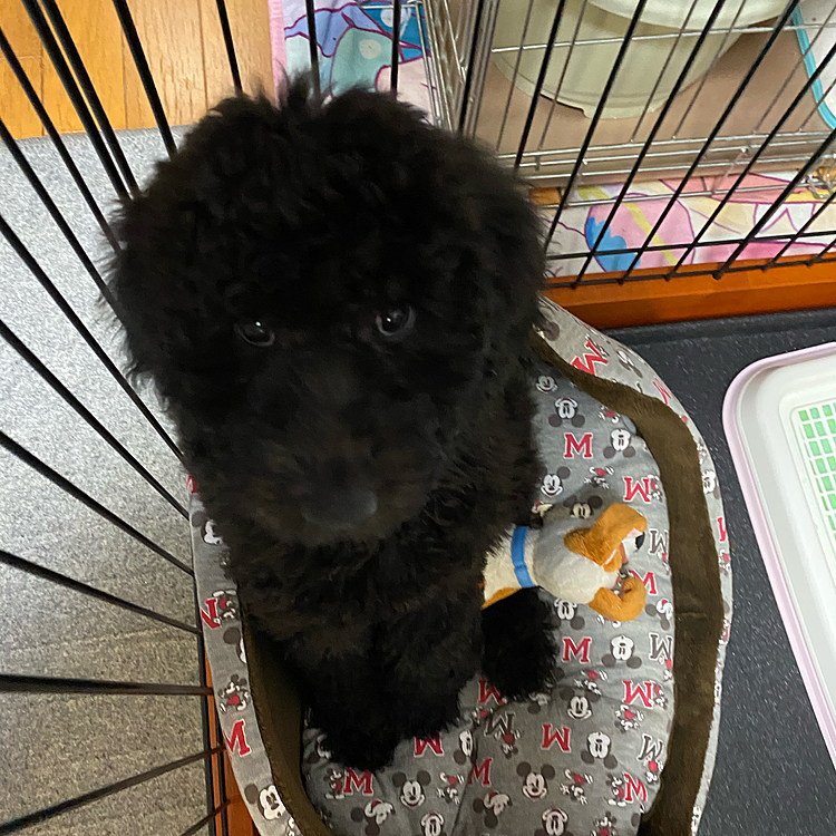 今日からうちにやってきたスタンダードプードルの桃です🥰まだ2ヶ月😂
でも陸と同じくらい😆
成長が楽しみ💕


