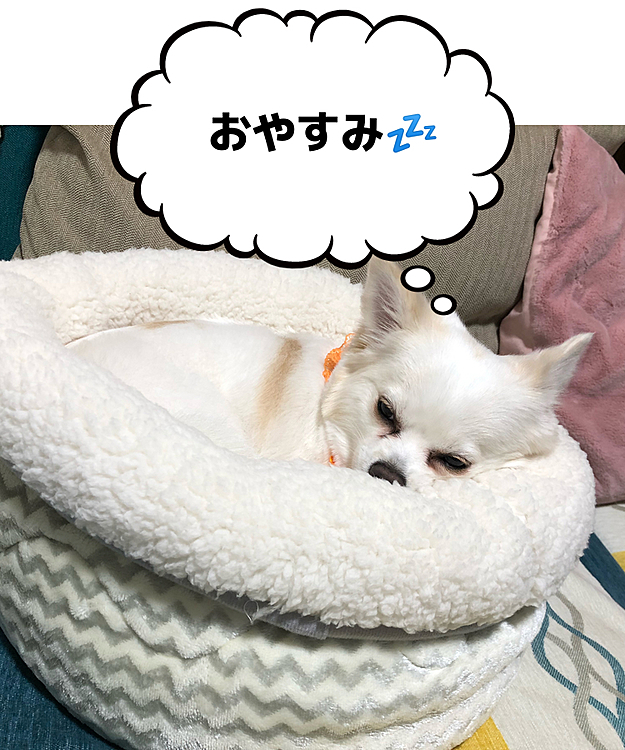 Nウォーム買ってみた😊気に入ってくれて良かった💓おやすみなさい💤