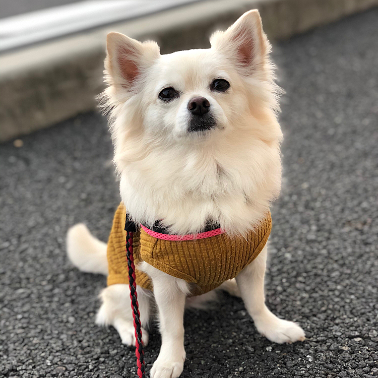 おはようございます☁️
小雪は今朝も元気いっぱいお散歩してきました🎵🐶
腹巻きして寝てるおかげで絶好調✨